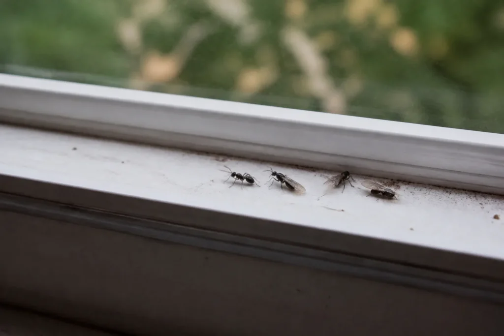 Fourmis ailees posees sur un rebord de fenetre