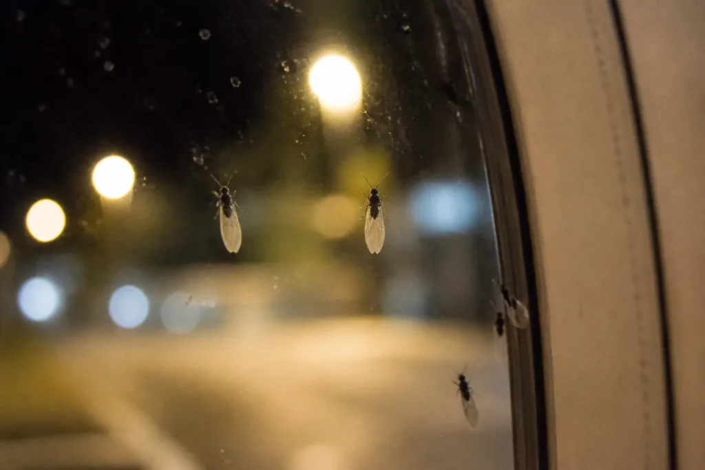 Fourmis ailees posees sur une vitre eclairee la nuit