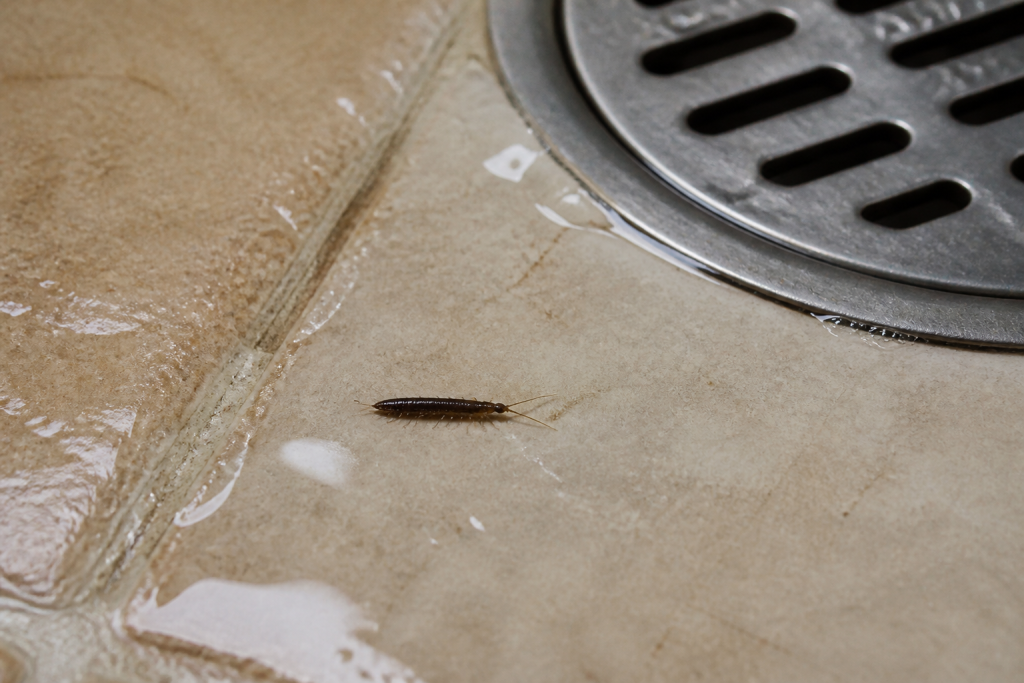 Petit insecte allonge sur carrelage mouille pres dun siphon