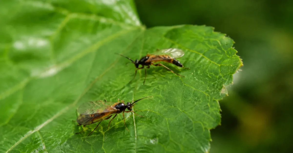 Petits insectes ailes perches sur une feuille verte