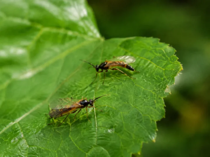Petits insectes ailes perches sur une feuille verte