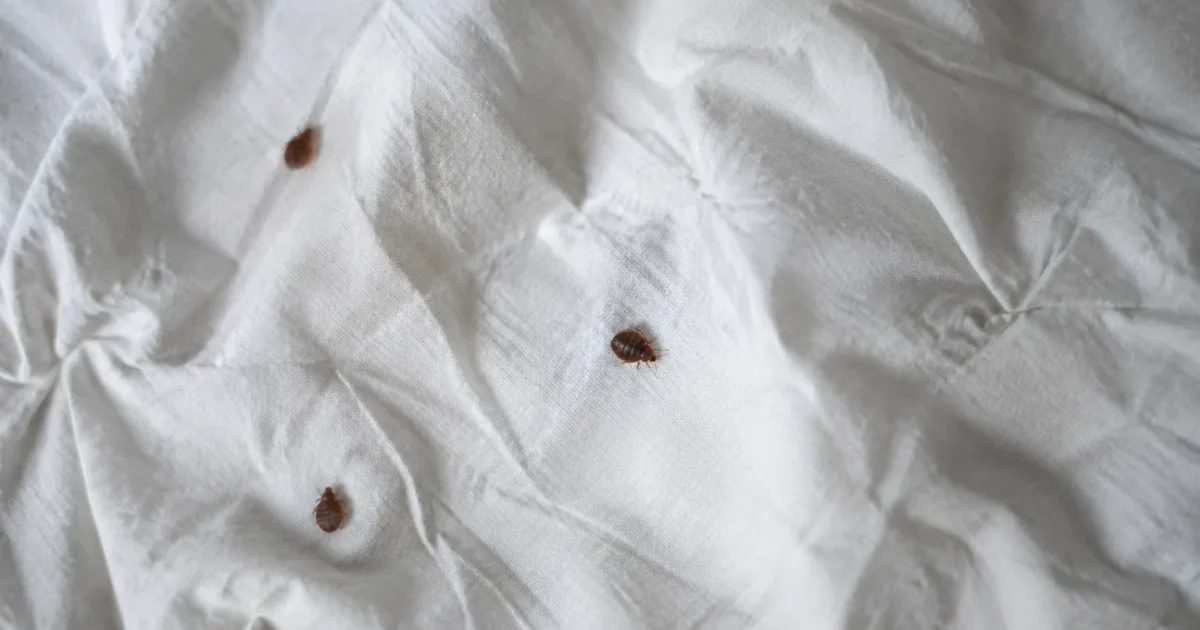Insectes bruns plats sur un drap blanc froisse
