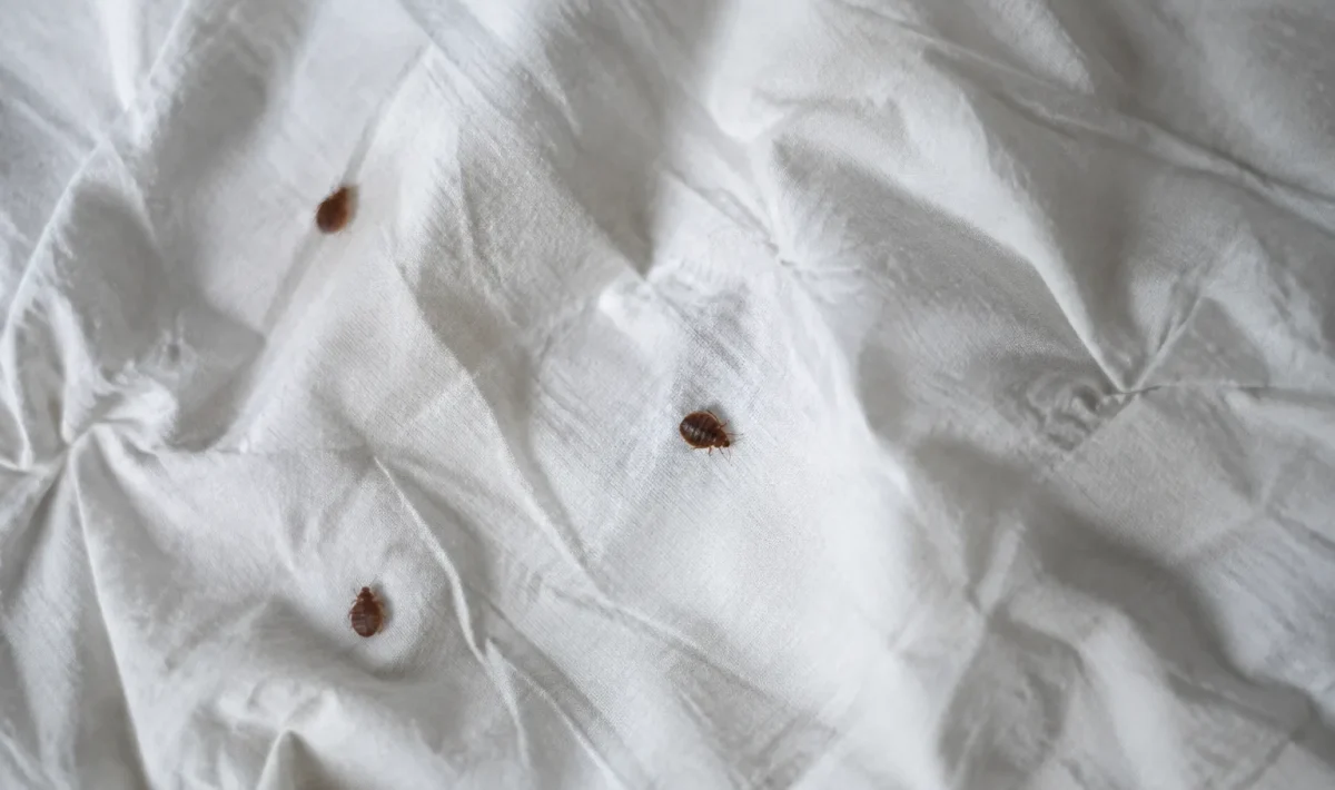 Insectes bruns plats sur un drap blanc froisse