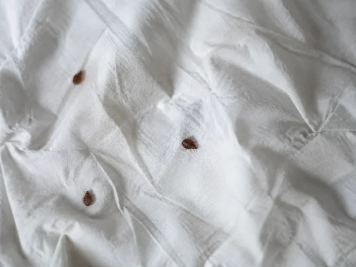 Insectes bruns plats sur un drap blanc froisse