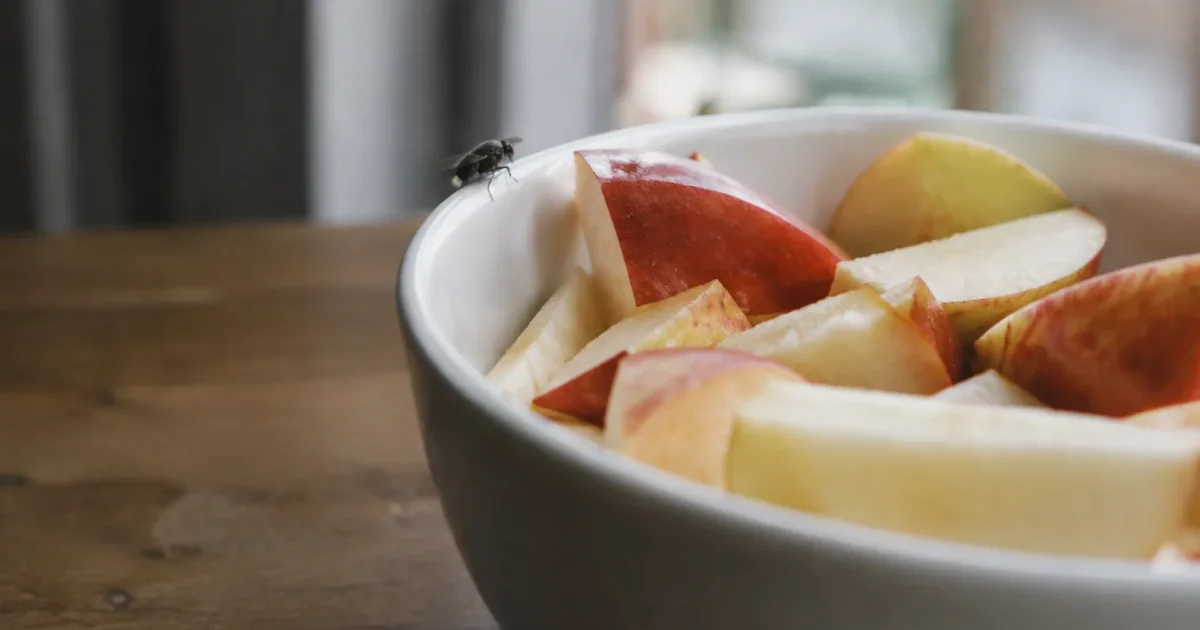 Petite mouche sur le rebord du bol de pommes