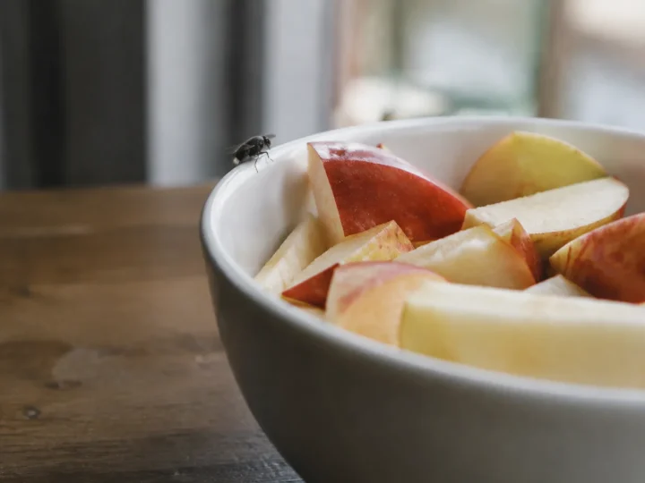 Petite mouche sur le rebord du bol de pommes