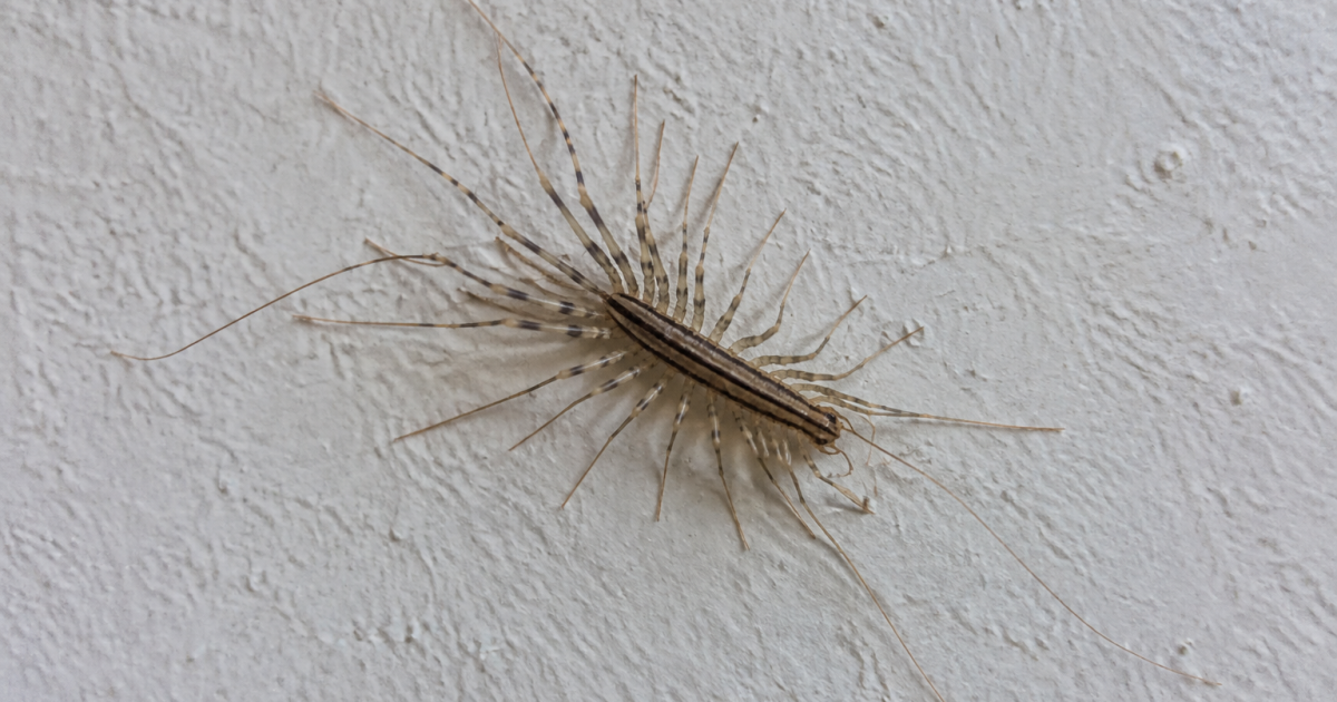Scutigère aux longues pattes posée sur un mur blanc