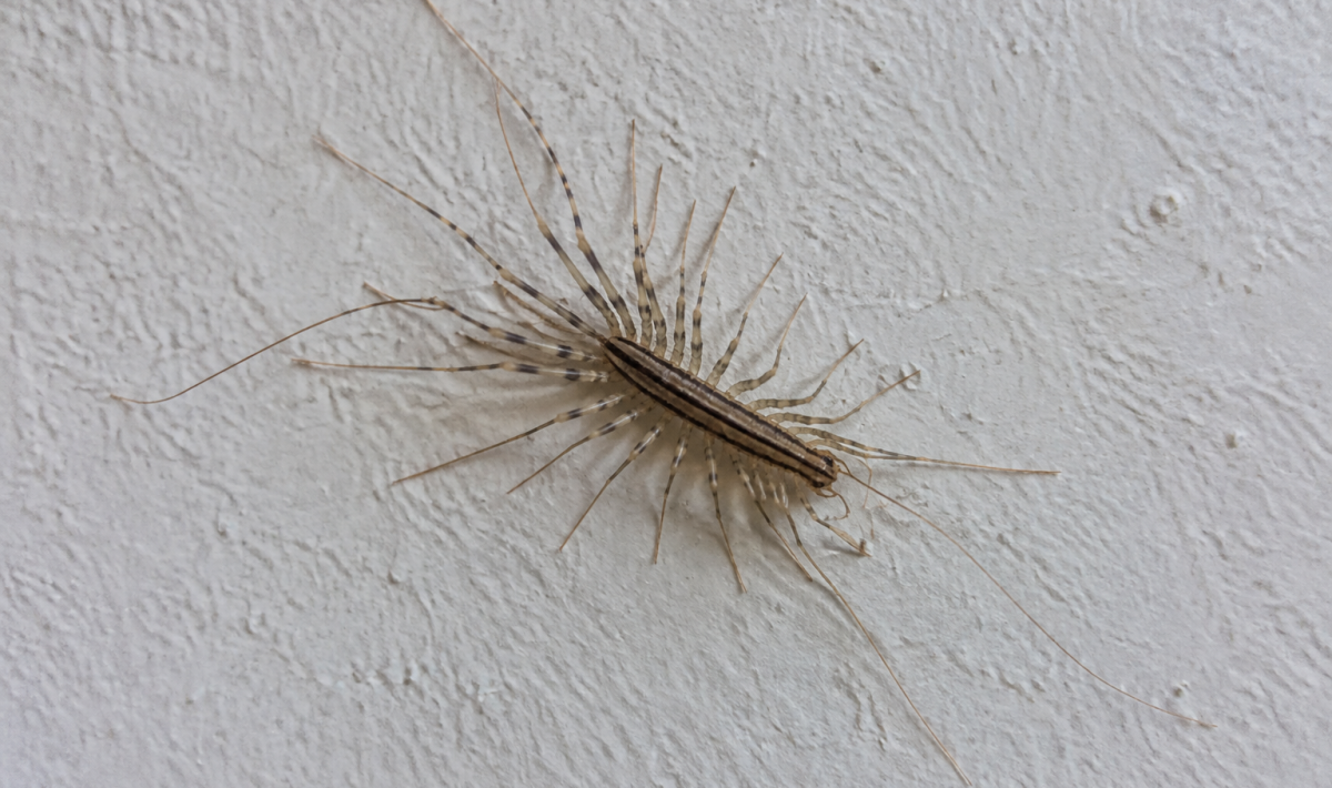 Scutigère aux longues pattes posée sur un mur blanc